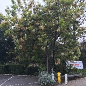SBBG Entrance, Santa Cruz Island Ironwood