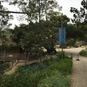 SBBG Entrance, Santa Cruz Island Ironwood