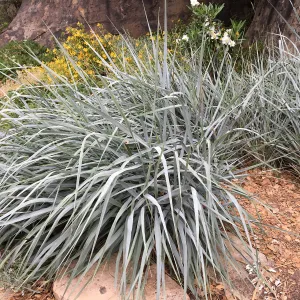 Leymus â€˜Canyon Prince' at the entrance