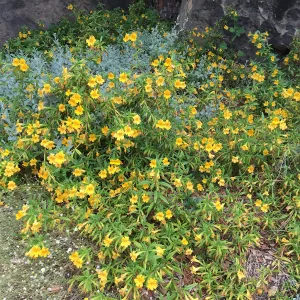 Mimulus â€˜Jelly Bean Gold' at the entrance