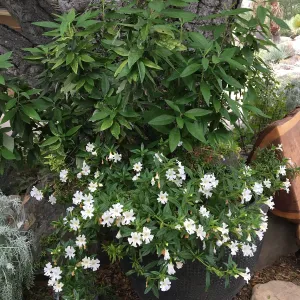 Mimulus â€˜Jelly Bean White' in container at the entrance