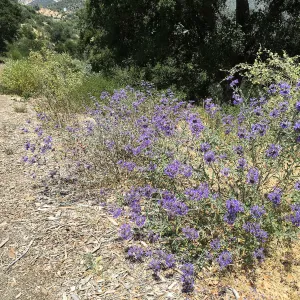 Salvia â€˜Whirley Blue' in A 23 on Porter Trail