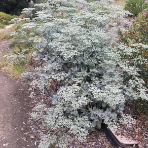 Porter Trail, Eriogonum giganteum 
