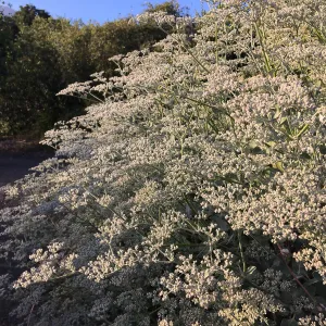 Porter Trail, Eriogonum giaganteum