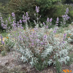 Salvia â€˜Desperado' at the Tunnel Triangle