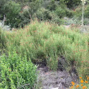 Gambelia juncea 08-96 at the Tunnel Rd Triangle