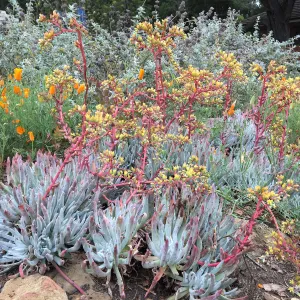 Dudleya â€˜Frank Reinelt' near information Kiosk