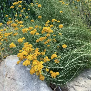 Eriophyllum confertiflorum