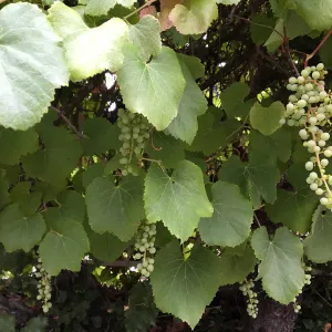 Vitis californica