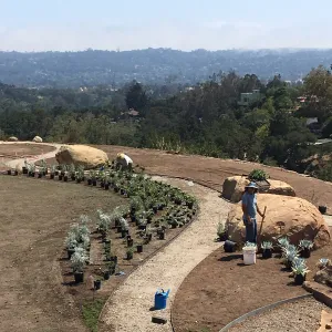Planting the Island View Garden around the new lawn