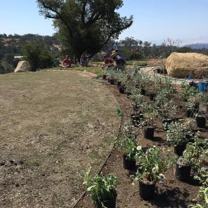 Planting the Island View Garden around the new lawn
