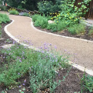 Verbena (Vervain) along new Eco-PaveÂ® path at Home Demonstration Garden