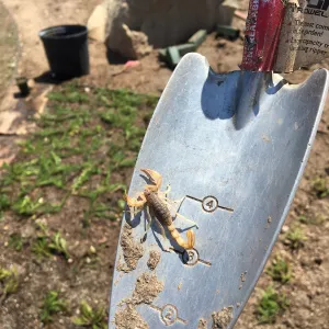 PCC, scorpion found while planting the Island View Garden around the new lawn