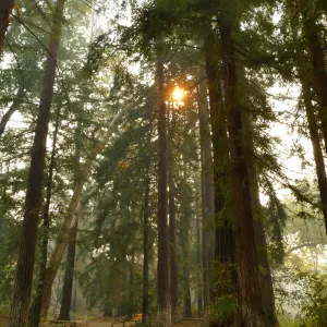 Redwood Section in smoke from Thomas Fire (Coast Redwood)