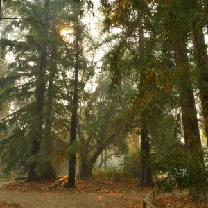 Redwood Section in smoke from Thomas Fire