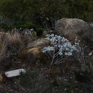 Brittlebush in the Desert Section