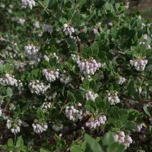 Big Sur Manzanita