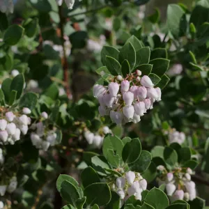 Big Sur Manzanita