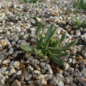 Santa Cruz Island liveforever