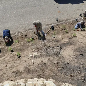 Martin Luther King Day of Service at the Ventura Botanical Garden