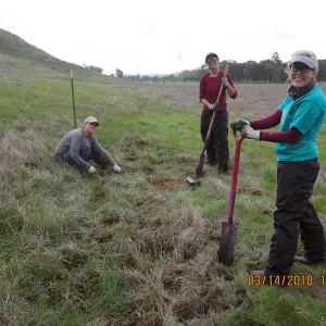 Planting Sanicula maritima at Laguna Lake Park Open Space