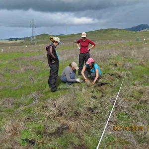 Planting Sanicula maritima at Laguna Lake Park Open Space