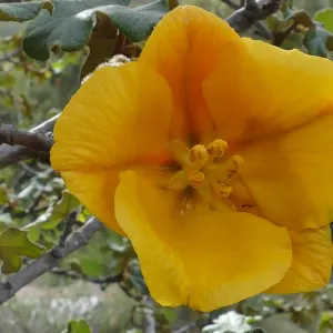 California flannelbush