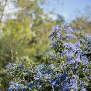Ceanothus (California Lilac)