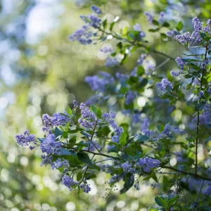 Ceanothus (California Lilac)
