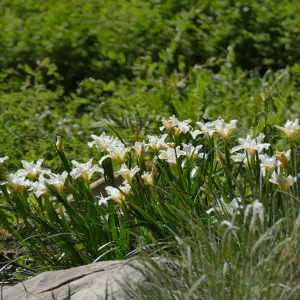Iris â€˜Canyon Snow' in the Wooded Dell