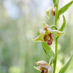 Stream Orchid in Arroyo Section
