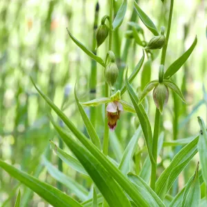 Stream Orchid in Arroyo Section