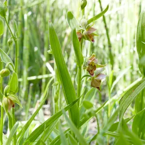 Stream Orchid in Arroyo Section