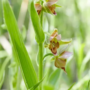 Stream Orchid in Arroyo Section