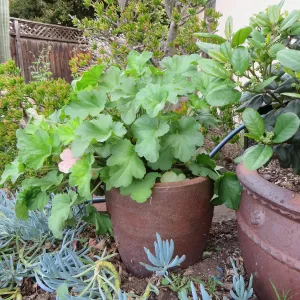 Natives in containers: Heuchera maxima