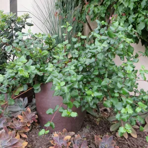 Natives in containers: Ribes viburnifolium