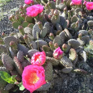 Opentia basilaris in Desert Section