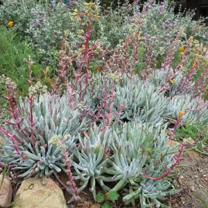 Dudleya â€˜Frank Reinelt' in the Groundcover display