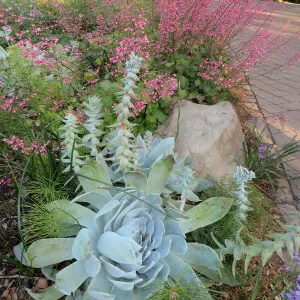 Dudleya brittonii at the bottom of the Groundcover display