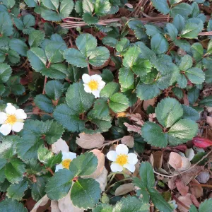 Fragaria â€˜Aulon' in Entry Display