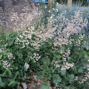 Heuchera â€˜Opal' at Garden entrance