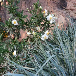 Carpenteria â€˜Elizabeth', Leymus â€˜Canyon Prince' at the entrance
