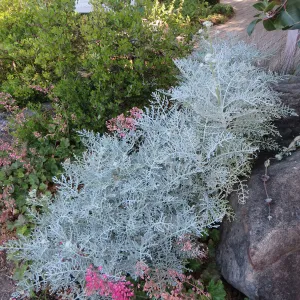 Constancea nevinii, Arctostaphylos (Manzanita) at northeast corner of Courtyard