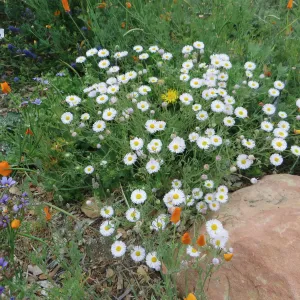 Erigeron divergens