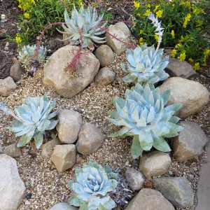 Dudleya brittonii at the Water Wise Home Garden