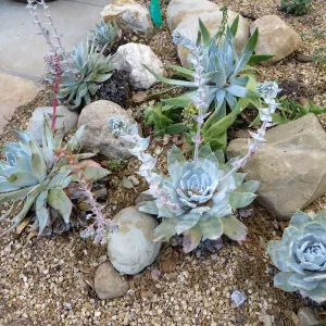 Dudleya brittonii at the Water Wise Home Garden