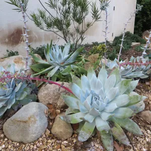 Dudleya brittoni at Water Wise Home Garden