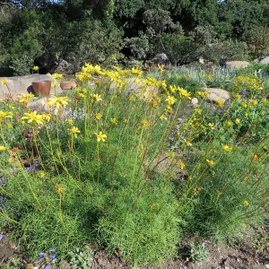 Leptosyne (Coreopsis) maritimus at the Water Wise Home Garden