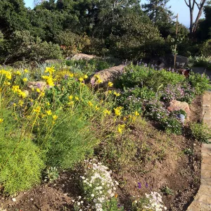 Water Wise Home Garden, Leptosyne maritima