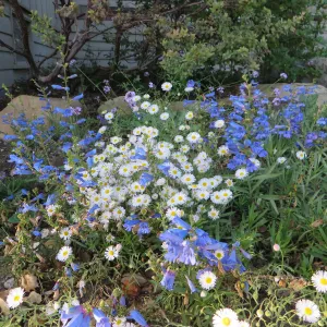 Water Wise Home Garden. Penstemon â€˜Margarita BOP', Erigeron divergens